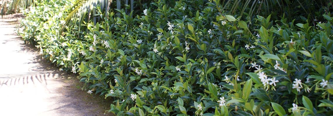 Trachelospermum jasminoides Banner Image20.jpg